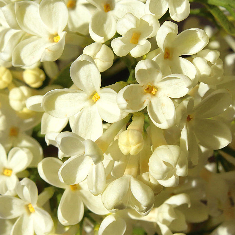 Cottage Farms Direct Shrubs Primrose Lilac